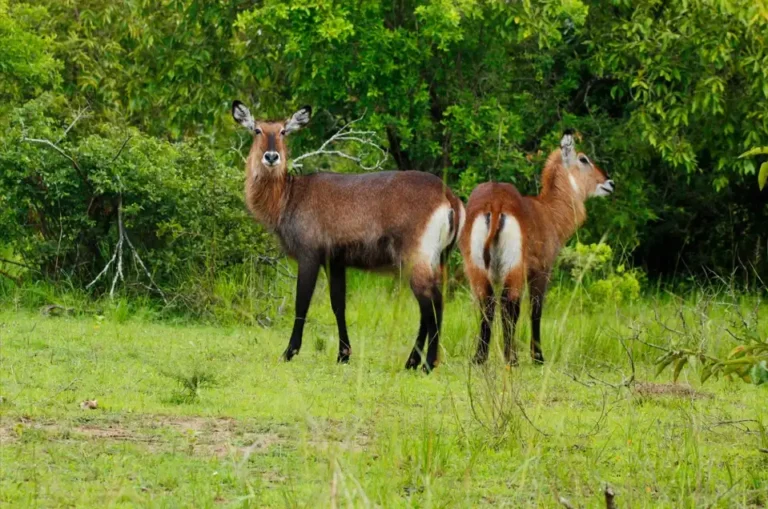 A Tale of Resilience and Wildlife Wonders