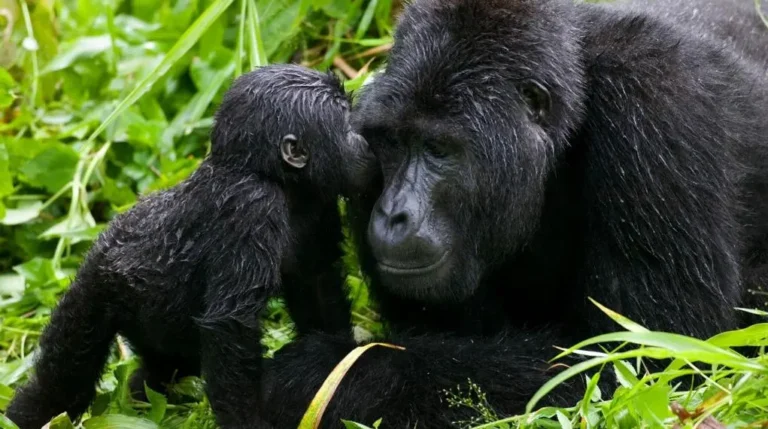 The Ultimate Gorilla Trekking Experience