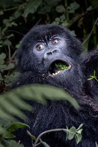 Gorilla trek